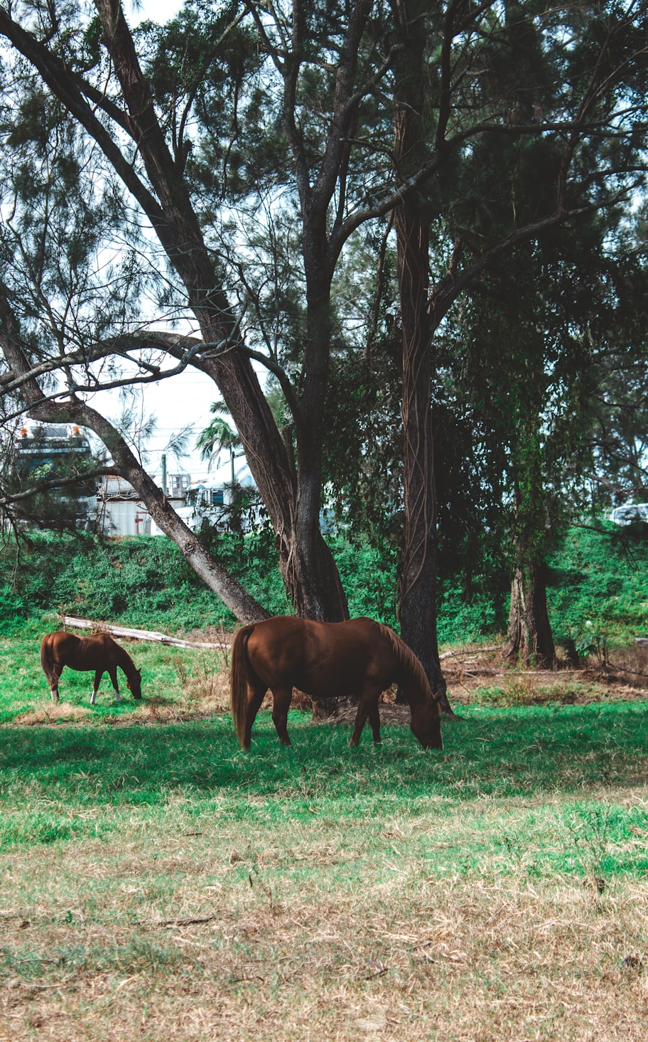 全民农场新版下载，开启乡村之旅，体验全新农场生活