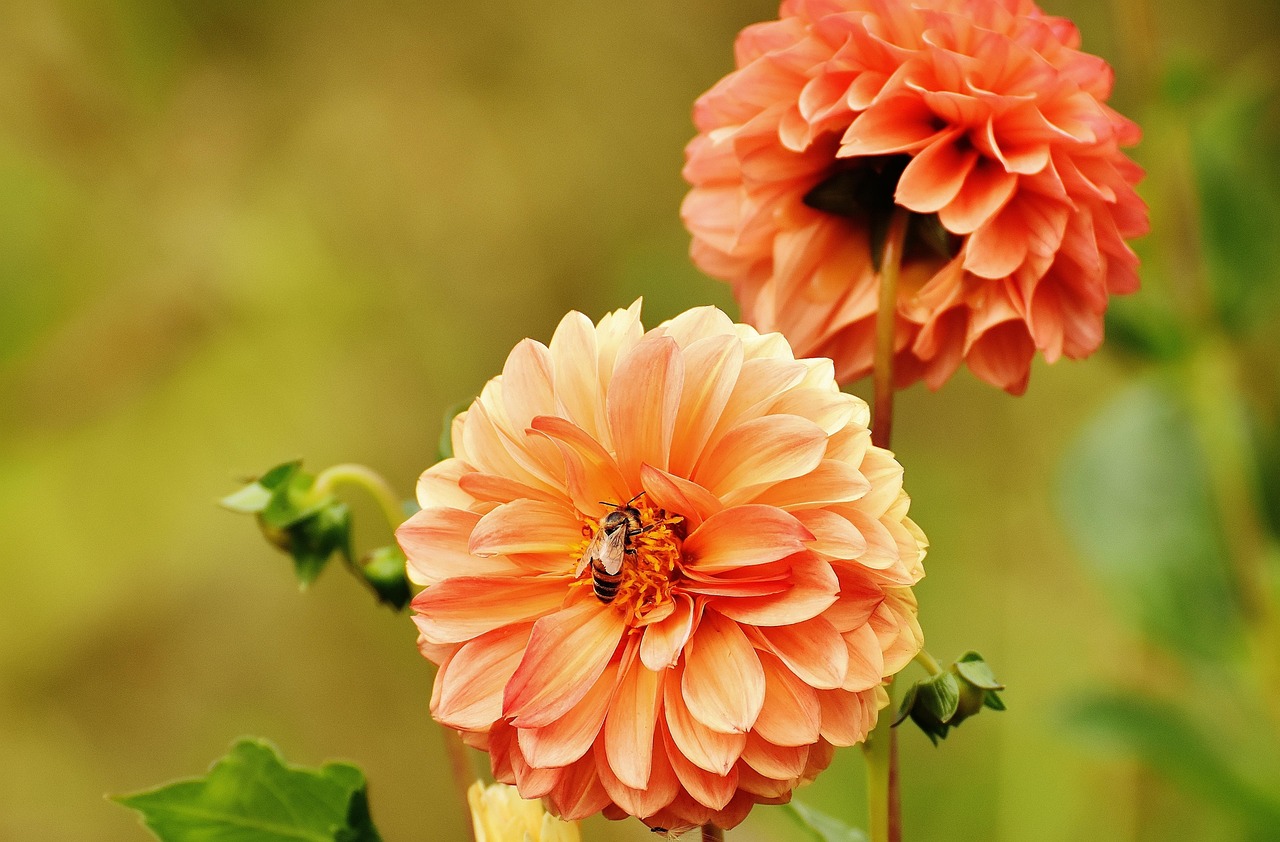 明日花资讯，探索未来花卉产业的繁荣与创新发展之路