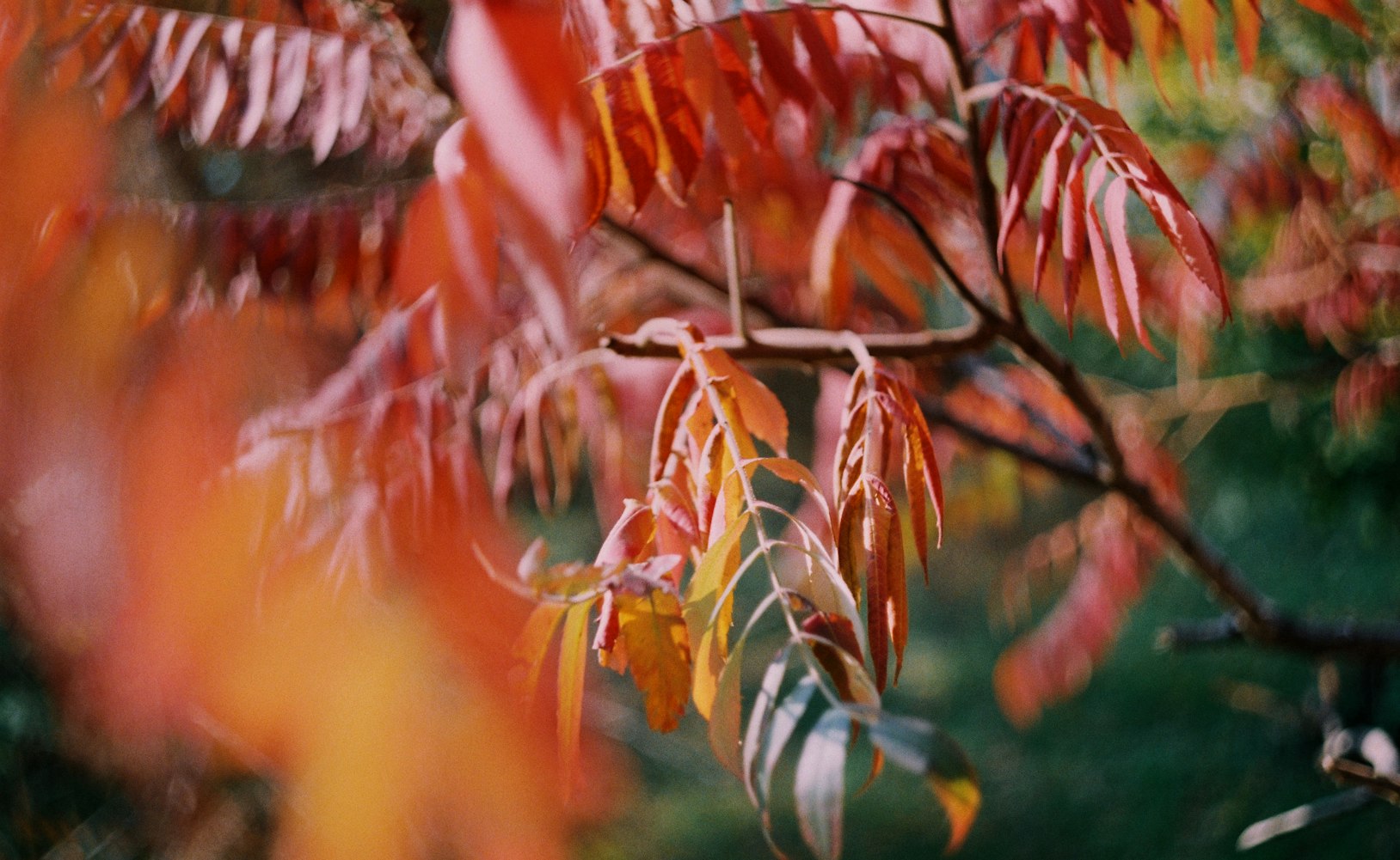 探索未知领域，日本最新动漫电影
