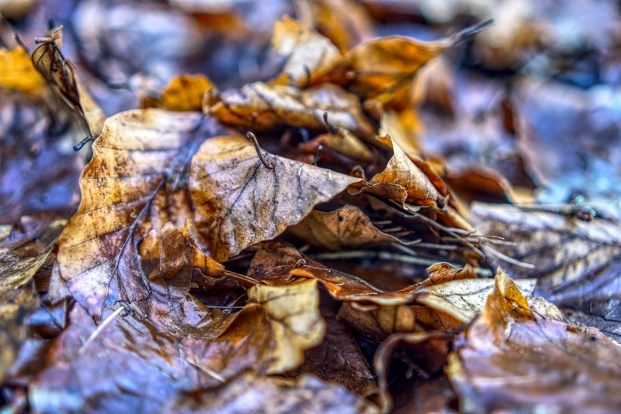 全球封锁区域动态变化及挑战概览