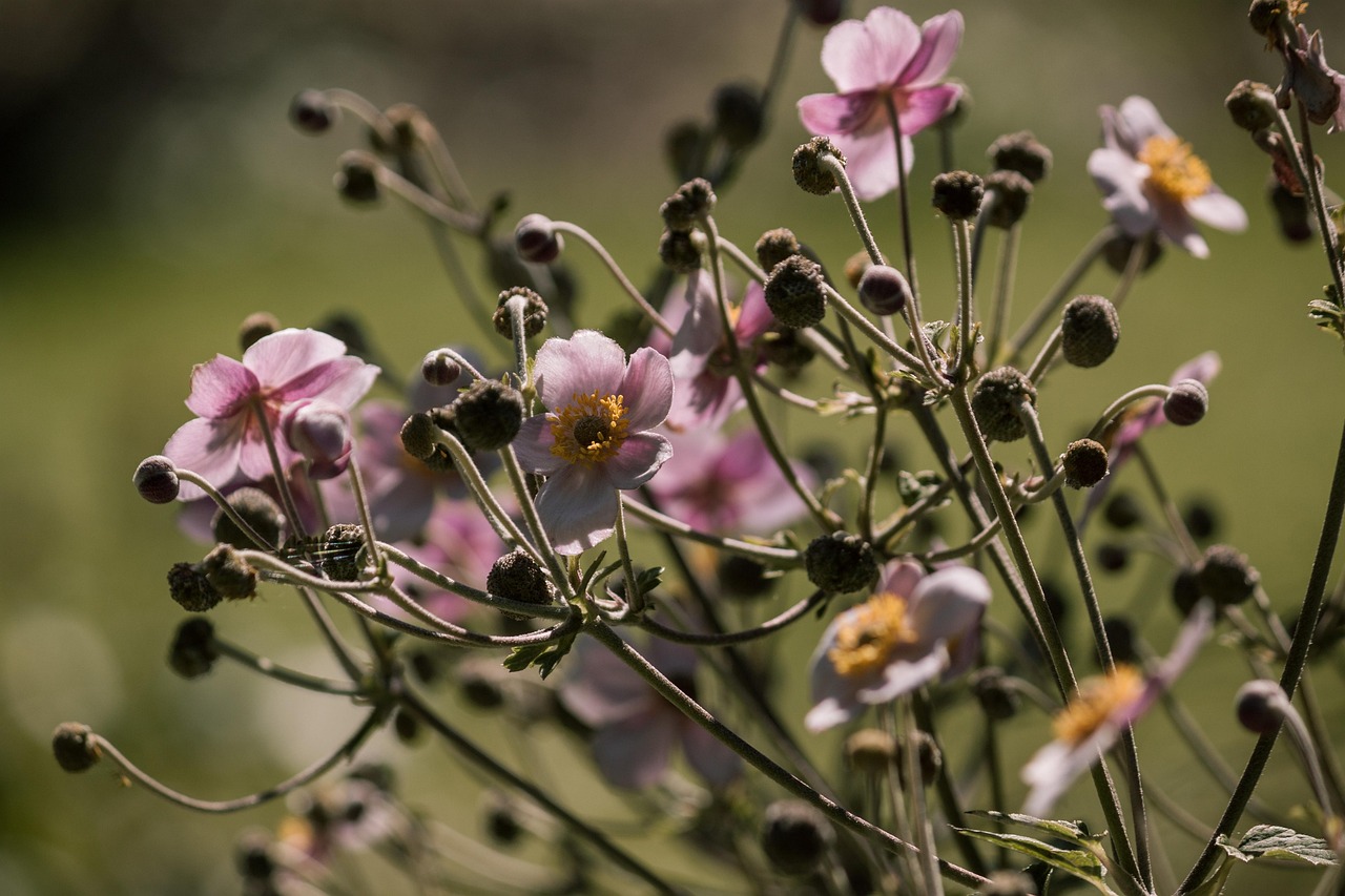 南非最新肺炎动态揭秘，疫情现状、应对策略及全球影响