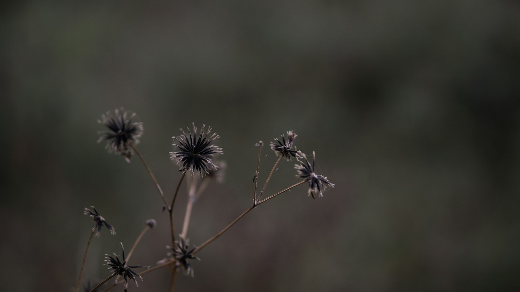 欧阳小文新诗解读，探索诗意与情感的交融之美